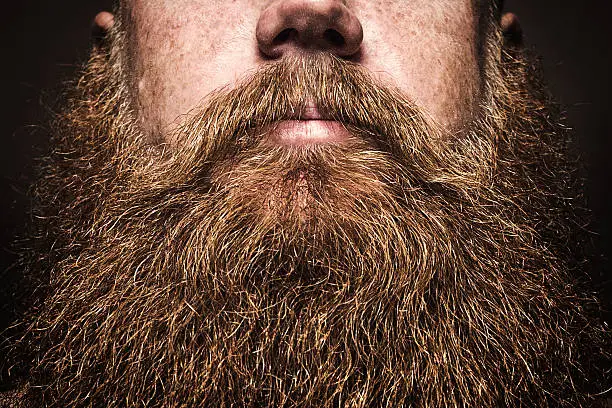 A close up portrait of a mans large red beard, his facial hair filling the image frame.  His face is obscured by the composition, emphasizing the masculine mustache and beard. Horizontal image with copy space on beard.