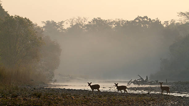 istock Spotted deer in Bardia, Nepal 533835973