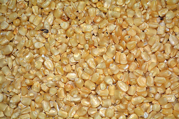 mais - biologic food grainy cereal plant foto e immagini stock