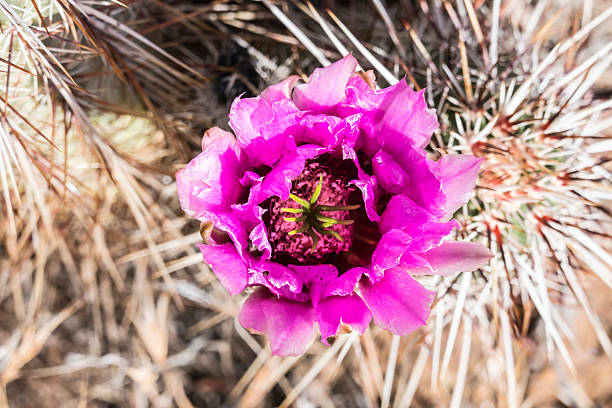 istock Mojave Desert Prickly Pear Flower 533836600