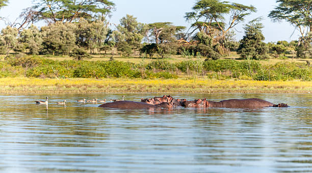 istock Group of hippopotamus in water 533836627