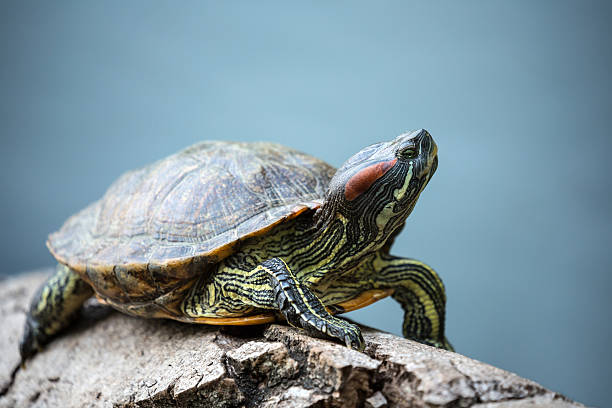 turtle crawl on timber turtle crawl on timber floating in water amphibian photos stock pictures, royalty-free photos & images