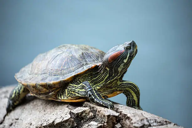 turtle crawl on timber floating in water