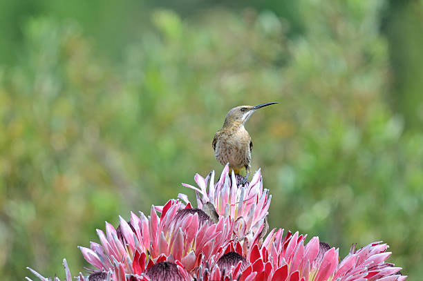 istock Cape sugarbird on protea flowers 533837121