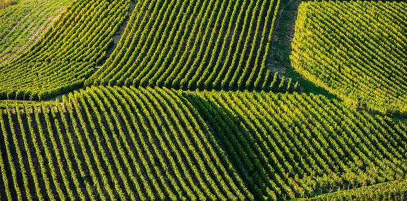 defaultAerial view of vineyards