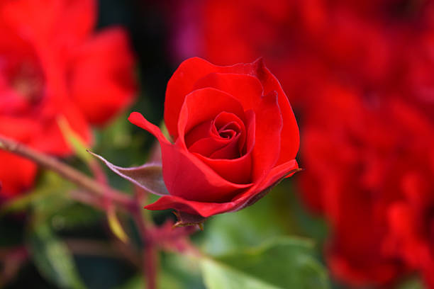 istock One blooming red rose in the garden 533837710