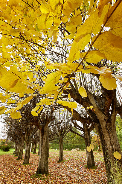 istock Yellow autumn leaves in a pathway. Spain 533837919