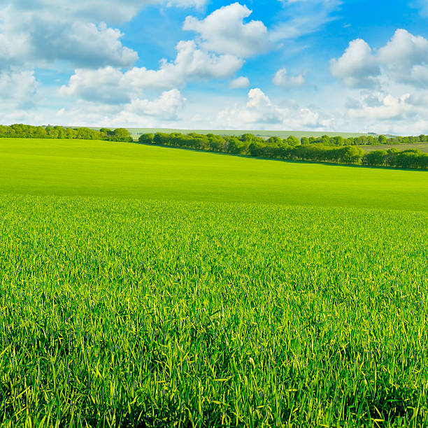 istock green field and blue sky 533837936