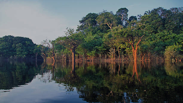 istock River at rain forest in Amazonas, Brazil 533838026