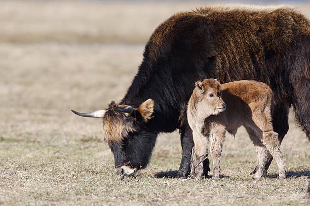 istock Semi-wild cow with calf 533838197