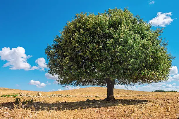 Photo of Argan tree in the sun, Morocco