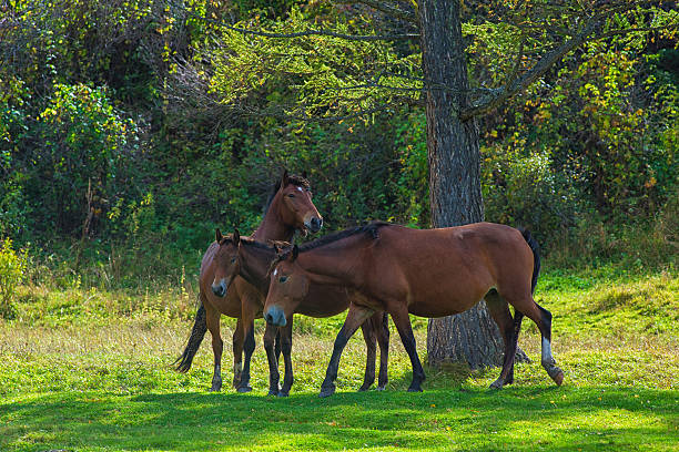 istock Horses in mountain ranch 533839826