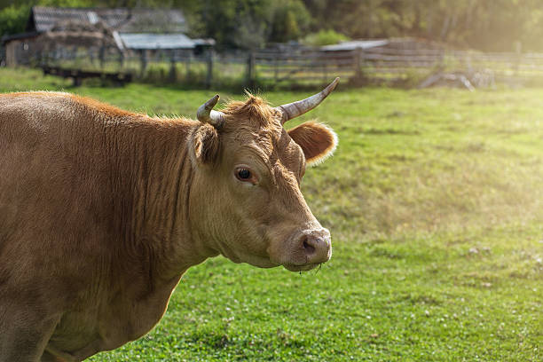 istock Grazing cow in mountain ranch 533841820