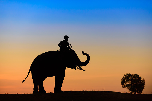 Elephant silhouette at sunset on blue and yellow sky