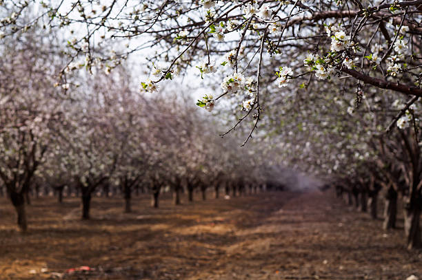 almond kwiatów - latrun zdjęcia i obrazy z banku zdjęć