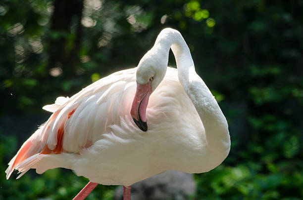 istock Pink flamingo 533842628