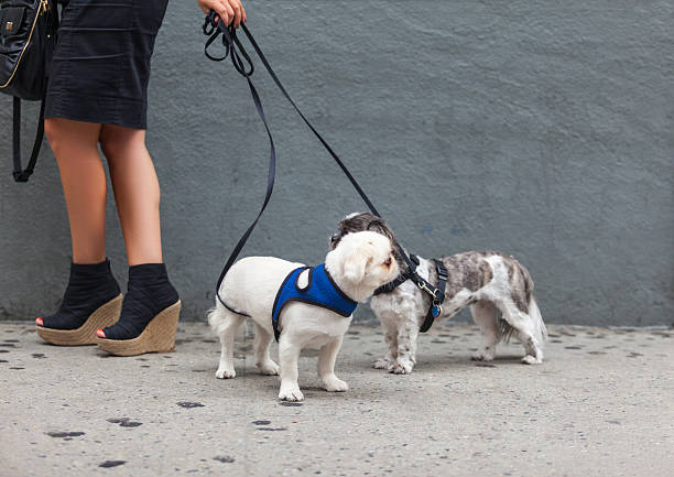 istock Portrait of dog standing, low section 533842978