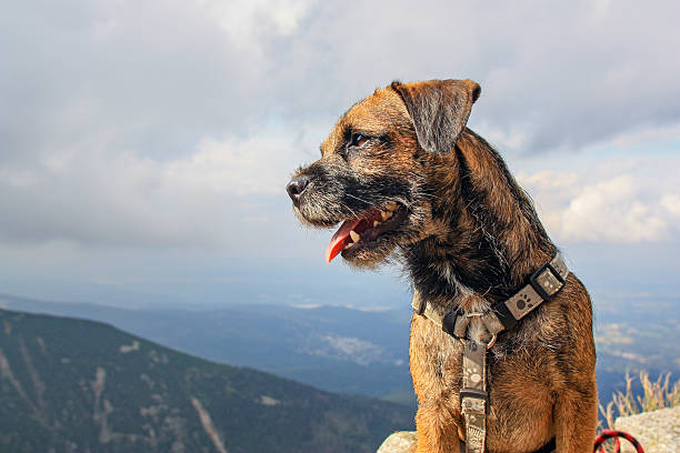 Happy Dog Border Terrier Looking into the Distance stock photo