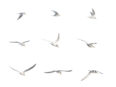 Birds flying isolate on white background. Birds isolate. Group of birds flying. Isolate background. Birds flying pattern background. Pattern with birds flying.