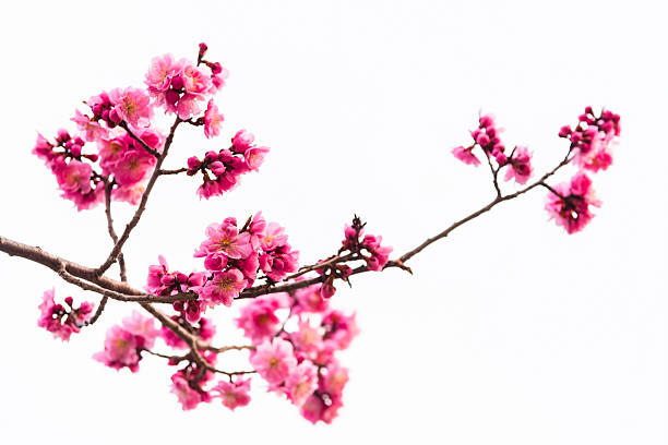 istock pink cherry blossom isolated on white 533843806