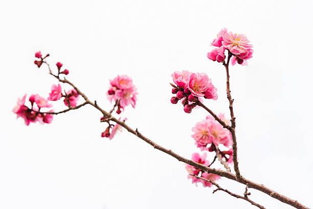 istock cherry blossom or pink Sakura isolated on white 533843952