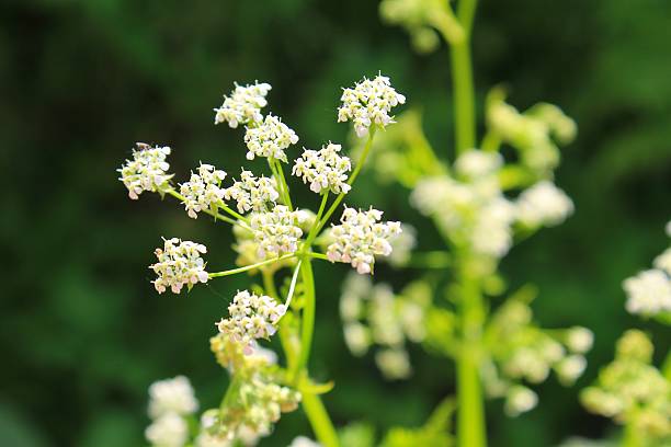 istock White blossom of hemlock 533844524