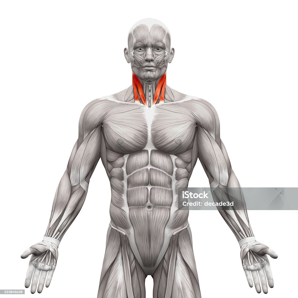 Músculos Del Cuello Cabeza Esternal Y Cabeza Clavicular Foto de stock y más  banco de imágenes de Musculoso - iStock
