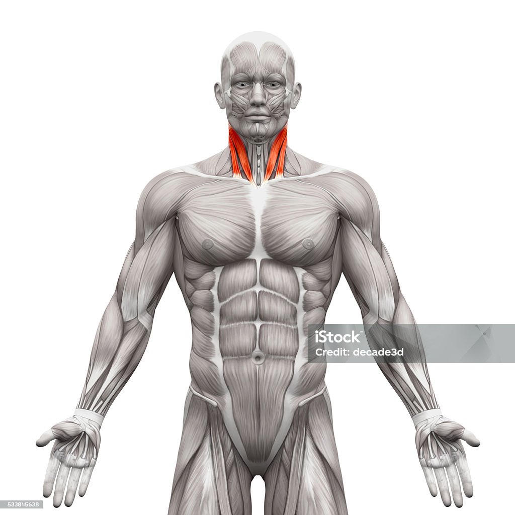 Músculos Del Cuello Cabeza Esternal Y Cabeza Clavicular Foto de stock y más banco de imágenes de Musculoso - iStock Músculos Del Cuello Cabeza Esternal Y Cabeza Clavicular Foto de stock y más banco de imágenes de Musculoso - iStock