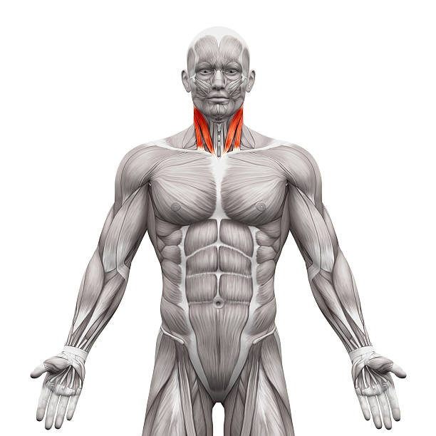istock Neck Muscles - Sternal Head and Clavicular Head 533845638