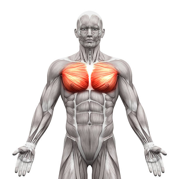pecho músculos-músculo pectoral de mayor y menor de anatomía los músculos - músculos pectorales fotografías e imágenes de stock