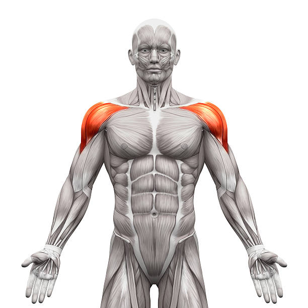 deltoris músculos anterior de la anatomía músculos aislado sobre blanco - deltoid fotografías e imágenes de stock