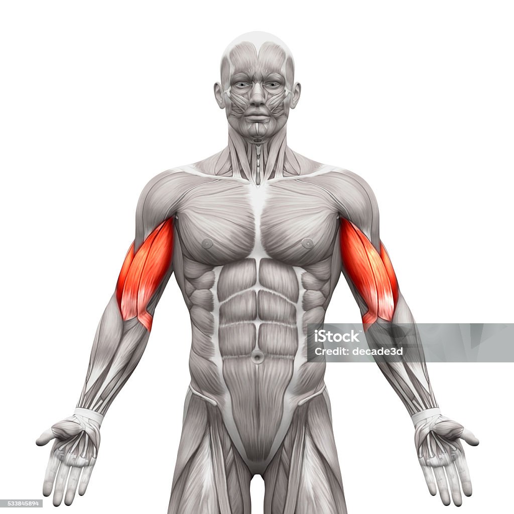 Bắp Tay Cơ Bắp Tay Cơ Giải Phẫu Được Phân Lập Trên Màu Trắng Hình ...