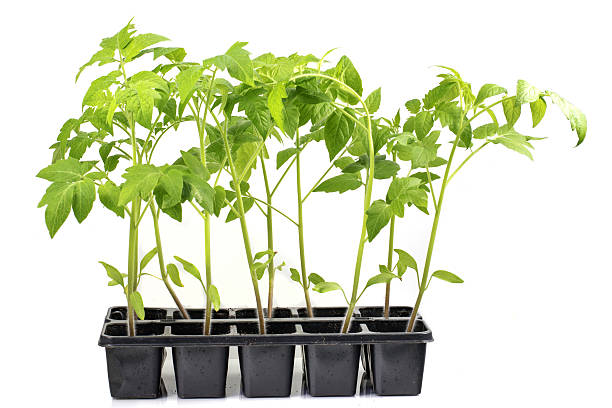 istock Seedlings Tomatoes Plant Vegetable isolated on a White Backgroun 533846006