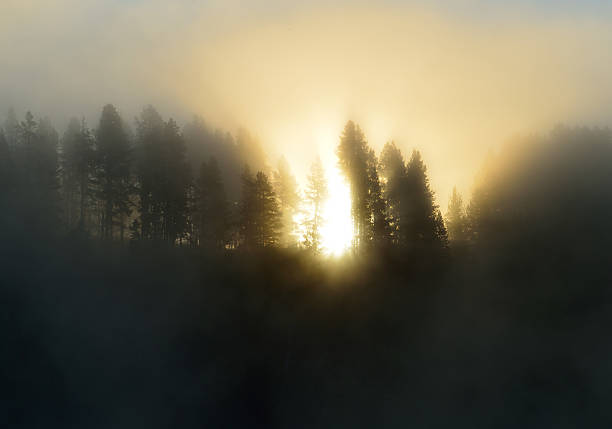 istock sun shining through the fog over the river and trees 533846339