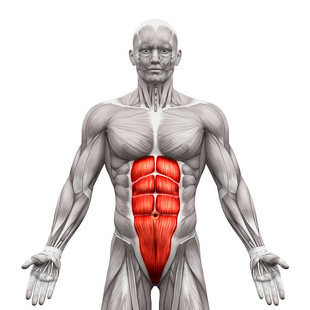 Rectus Abdominis - Abdominal Muscles - Anatomy Muscles isolated Rectus Abdominis - Abdominal Muscles - Anatomy Muscles isolated on white - 3D illustration decade stock pictures, royalty-free photos & images