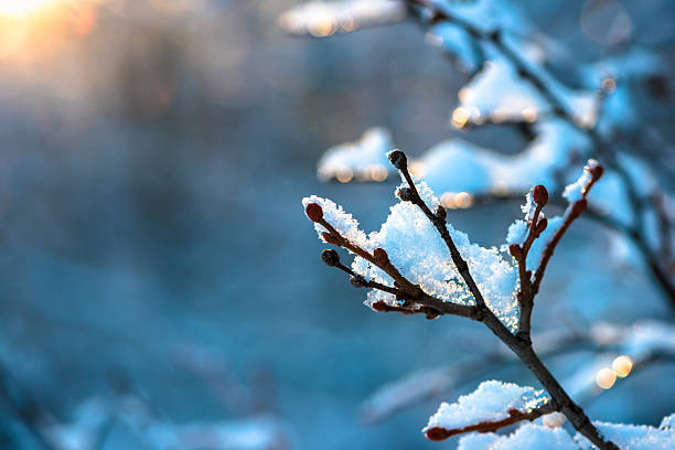 istock covered Christmas branch with snow and drops in sunset 533846665