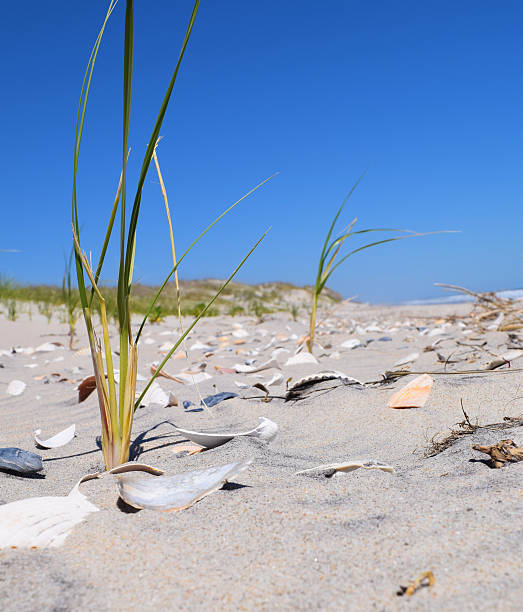 Seashore Sprouts Beach-grass sprouts through the seashells on Ocracoke Island, North Carolina ocracoke island stock pictures, royalty-free photos & images