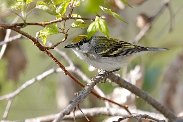istock Female Chestnut-sided Warbler in Spring - Ontario, Canada 533848076