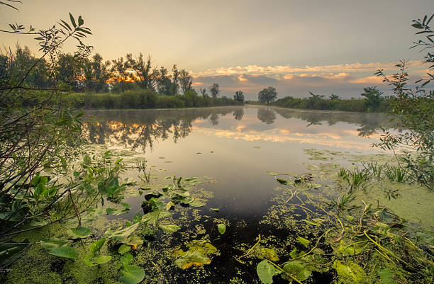 istock beautiful lilies on a lake 533850205