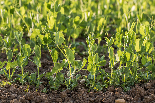 Row young Peas Plant in a vegetable bed of Garden stock photo