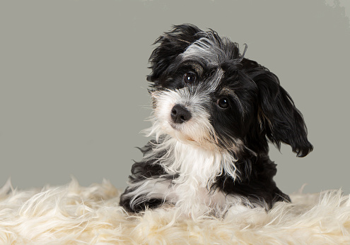Havanese Puppy Dog Stock Photo - Download Image Now - Brushing, Dog, Long  Hair - iStock