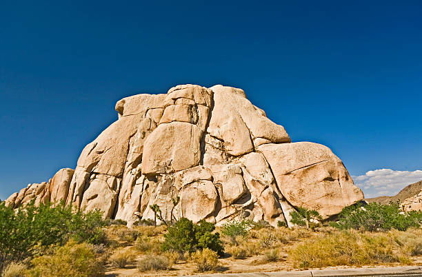 istock joshua tree with rocks in Joshua tree national park 533851111