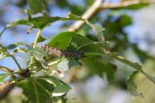 Gypsy moth (Lymantria dispar) on an apple tree closeup
