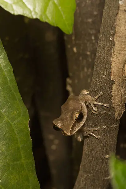 Photo of The brown frog.