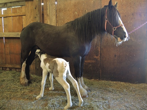 A dark brown horse lets her newborn foal nurse in a barn stall.
