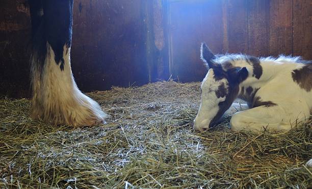 istock New Foal and Mare in Stall 533851276