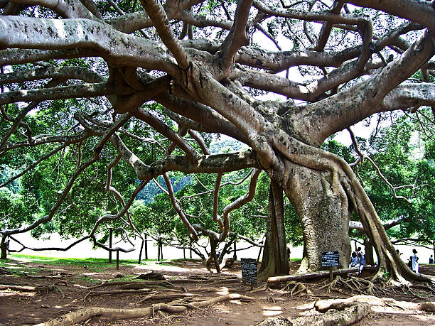 istock botanical Garden of Peradeniya, Kandy 533851311
