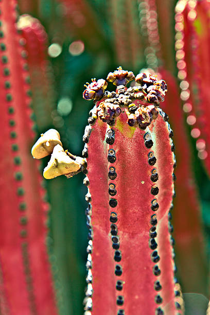 istock detail of large cactus 533851553