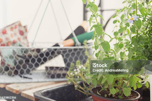 Herb Garden Thyme And Oregano Stock Photo - Download Image Now - Basil, Herb, Herb Garden