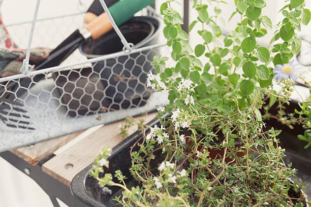 jardín de hierbas tomillo y orégano - herb garden healthy eating freshness marjoram fotografías e imágenes de stock